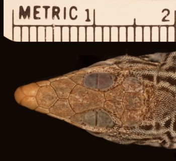 Media type: image;   Herpetology R-151717